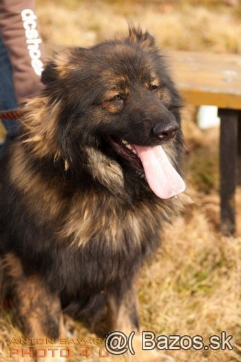 kubo